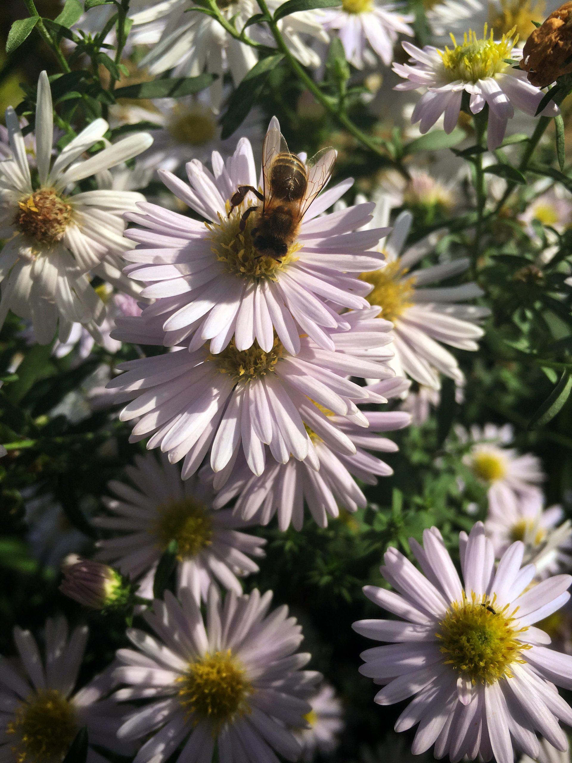 A bee on a white and yellow flower in the sun, surrounded by foliage and other flowers.